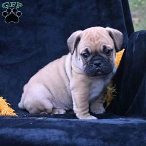 Buddy, Miniature Bulldog Puppy
